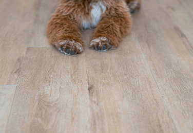 pet friendly flooring solutions